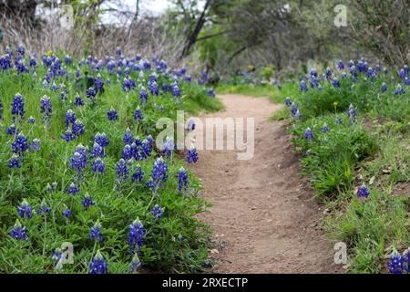 Bluebonnets auf einem Wanderweg im Texas Hill Country, Enchanted Rock State Park Stockfoto