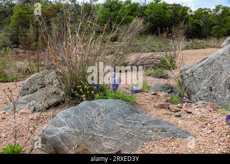 Bluebonnets auf einem Wanderweg im Texas Hill Country, Enchanted Rock State Park Stockfoto