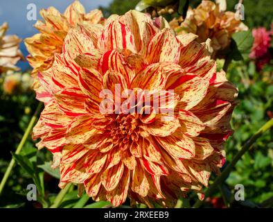 Wunderschöne Gloriosa Dahlia. Orangerote und gelbe Dahlien im Garten. Stockfoto