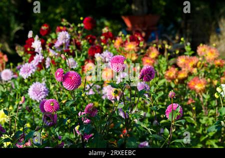 Wunderschöne Dahlien in einem Blumengarten. Stockfoto