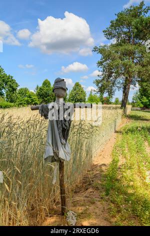 Ripe wheat field and farm in the background. Trees and blue sky. Harvesting. Stockfoto