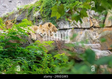 Löwenpaar in der Natur. Ein paar erwachsene Löwen liegen auf dem Felsen. Stockfoto