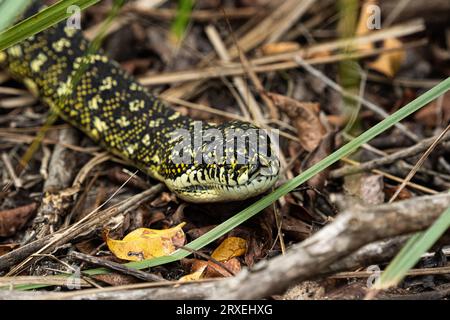 Diamant-Python schleift durch das Buschland-Unterholz Stockfoto