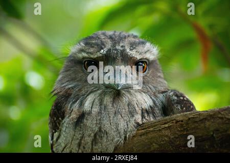 Eine neugierige Tawny Frogmouth Owl beobachtet alle Bewegungen Stockfoto