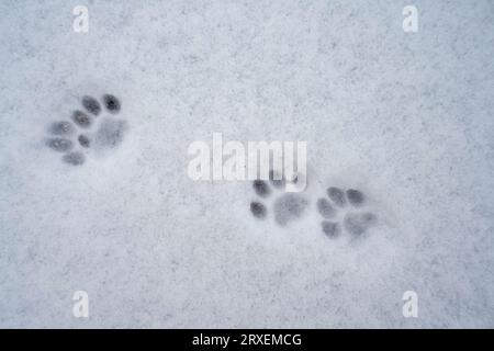 Die Spuren von Hundepfoten sind im Schnee Stockfoto