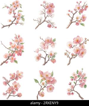 Wasserfarbe Prunus Mume Set isoliert auf weißem Hintergrund. Vektorillustration Stock Vektor
