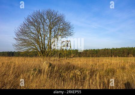 Mecklenburgische Feldlandschaft mit Baum und Jagdstand bei Demmin, Mecklenburg-Vorpommern, Deutschland. Stockfoto