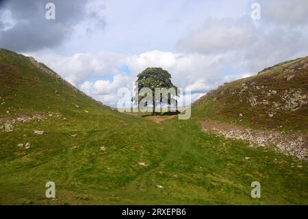 Der Sycamore Gap Tree oder Robin Hood Tree auf dem Hadrian's Wall Path am Crag Lough in der Nähe des Northumberland National Park, England, Großbritannien. Stockfoto