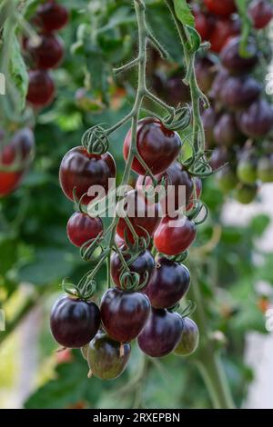 Solanum lycopersicum, F1, Bicolour Red, Tomato Black Moon, Oval Plum Cherry Stockfoto