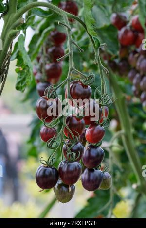 Solanum lycopersicum, F1, Bicolour Red, Tomato Black Moon, Oval Plum Cherry Stockfoto