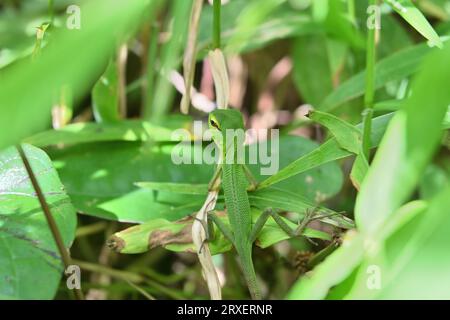 Rückansicht einer kleinen und unreifen gemeinen grünen Waldechse, die ihren Kopf dreht und zurück schaut, während sie auf den Grasblättern in der Nähe von Boden l sitzt Stockfoto