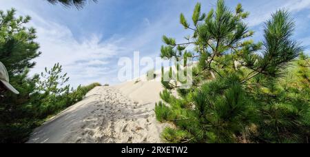 Sanddüne, Quend-Plage, Somme, Hauts-de-France, Frankreich Stockfoto