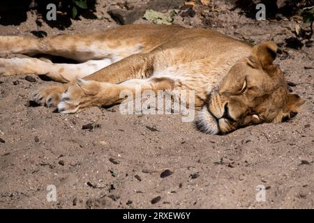 Niederlande, Amsterdam am 22.09.2022. Tierfotografie im Artis Zoo in Amsterdam. Fotografie von Martin Bertrand. Pays-Bas, Amsterdam le 2022-09-22. Stockfoto