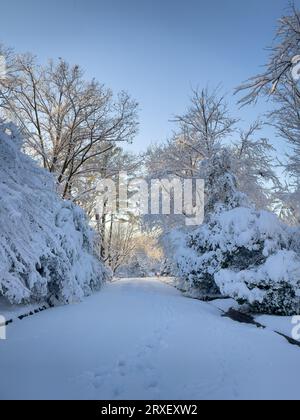 Verschneite Winterlandschaft mit blauem Himmel. Stockfoto