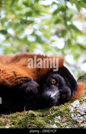 Niederlande, Amsterdam am 22.09.2022. Tierfotografie im Artis Zoo in Amsterdam. Fotografie von Martin Bertrand. Pays-Bas, Amsterdam le 2022-09-22. Stockfoto