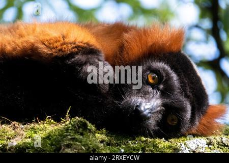 Niederlande, Amsterdam am 22.09.2022. Tierfotografie im Artis Zoo in Amsterdam. Fotografie von Martin Bertrand. Pays-Bas, Amsterdam le 2022-09-22. Stockfoto