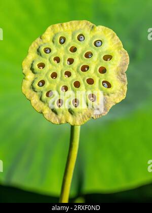 Samenkopf der Lotusblume (Nelumbo Nucifera) oder heiliger Lotus oder indischer Lotus im Zoo Haute Touche - Indre (36), Frankreich. Stockfoto