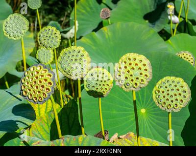 Samenköpfe der Lotusblume (Nelumbo Nucifera) oder des heiligen Lotus oder des indischen Lotus im Zoo-Park Haute Touche - Indre (36), Frankreich. Stockfoto