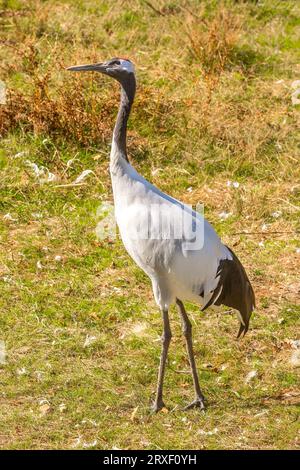 Der Rotkronenkran (Grus japonensis), auch Mandschurenkran oder japanischer Kranich genannt, im Zoo von Haute Touche - Indre (36), Frankreich. Stockfoto