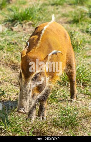 Peccary (Dicotyles) in the Haute Touche Zoo Park - Indre (36), Frankreich. Stockfoto