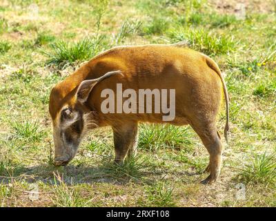 Peccary (Dicotyles) in the Haute Touche Zoo Park - Indre (36), Frankreich. Stockfoto