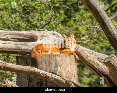 Dhole (Cuon alpinus), auch bekannt als asiatischer Wildhund oder asiatischer Wildhund, der auf Baumstämmen sitzt, im Zoo Haute Touche - Indre (36), Frankreich. Stockfoto