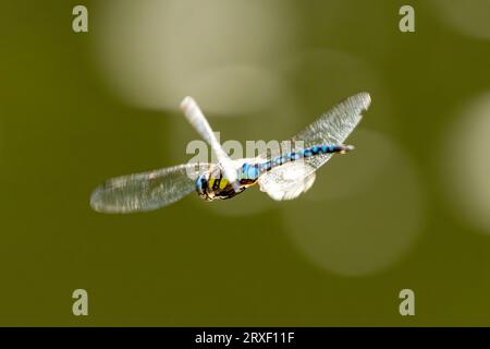 Ein blaugrünes Mosaikmädchen während des Fluges Stockfoto