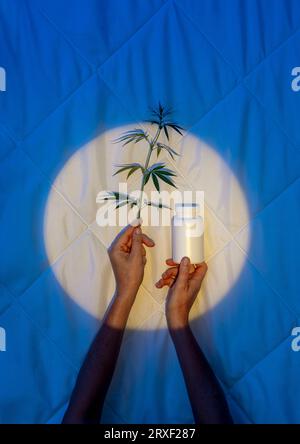 Tauchen Sie ein in die Ruhe der Nacht: Die beruhigende Kraft der siv-Kapsel in einem weißen Glas mit einem Zweig Cannabis in den Händen gegen Stockfoto