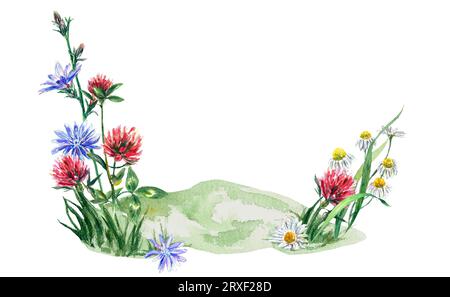 Grüne Wiese mit Wildblumen aus Klee, Zichorie, Kamille. Aquarellillustration isoliert auf weißem Hintergrund. Grußkarten, Einladungen. Stockfoto