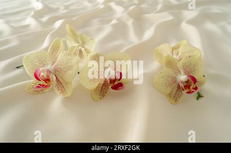 Florales kreatives Konzept aus tropischen Orchideen auf luxuriösem Seidenhintergrund. Ästhetische Komposition im Sommer. Minimaler Naturgedanke. Stockfoto