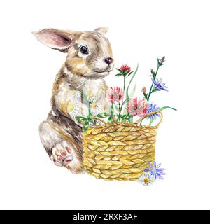 Kaninchen mit einem Korb wilder Blumen aus Klee, Kamille, Zichorie. Aquarellillustration isoliert auf weißem Hintergrund. Grußkarten, Einladungen. Stockfoto