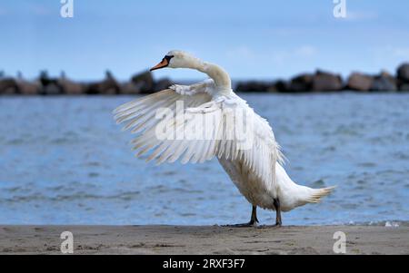 Stummschaltung Schwan (Cygnus olor) stehend mit nach vorne ausbreitenden Flügeln - Usedom, Ostsee Stockfoto