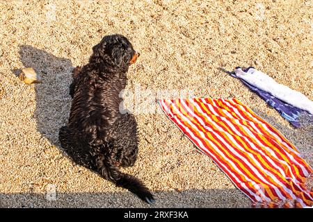 Der schwarze Berner Sennenhund shaggy liegt auf dem Strandsand neben dem leeren Bettzeug des Besitzers. Familienurlaub mit Haustieren Stockfoto