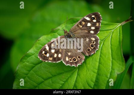 Gesprenkelter Holzschmetterling (Pararge Aegeria) auf Blatt Stockfoto