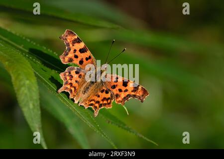 Comma Butterfly (Polygonia c-Album;) auf Leaf Stockfoto