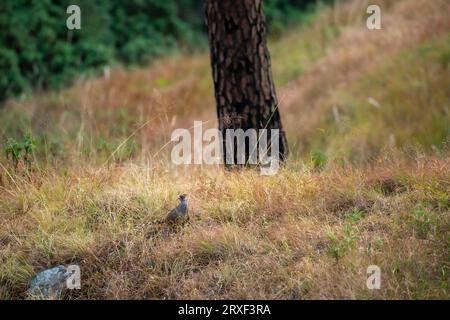 Feuern Sie Fasan oder Catreus wallichii oder Wallichs Fasan Vogel im Winter Migration in grasbewachsenen steilen natürlichen Lebensraum am Fuße des himalaya Wald indien Stockfoto