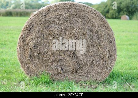 Gerollte Heuballen liegen auf dem Feld und warten auf die Winterlagerung für Futtermittel und Pflege. Stockfoto