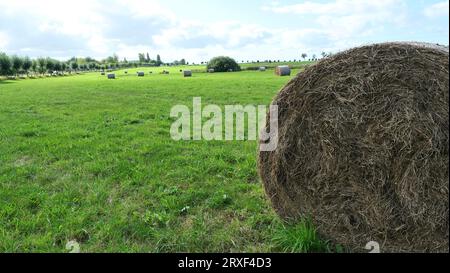 Gerollte Heuballen liegen auf dem Feld und warten auf die Winterlagerung für Futtermittel und Pflege. Stockfoto