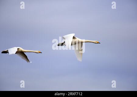 Der Schwan Cygnus Cygnus kommt nach Schottland Stockfoto