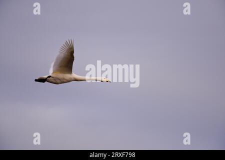 Der Schwan Cygnus Cygnus kommt nach Schottland Stockfoto