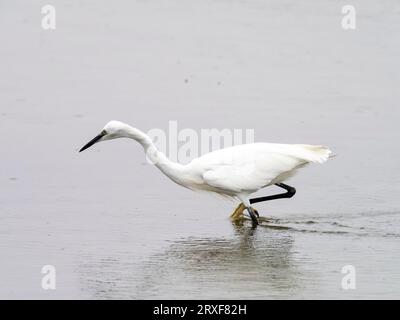 Little Egret; Egretta garzetta in Leighton Moss, Silverdale, Lancashire, Großbritannien. Stockfoto