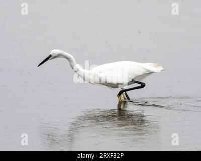 Little Egret; Egretta garzetta in Leighton Moss, Silverdale, Lancashire, Großbritannien. Stockfoto