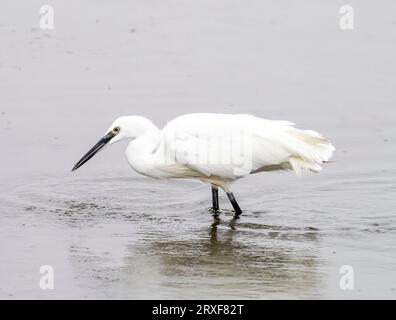 Little Egret; Egretta garzetta in Leighton Moss, Silverdale, Lancashire, Großbritannien. Stockfoto