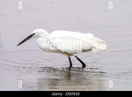 Little Egret; Egretta garzetta in Leighton Moss, Silverdale, Lancashire, Großbritannien. Stockfoto