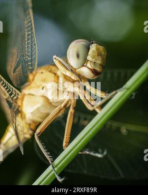 Dragon Fly Extreme Makro Stockfoto