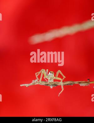 Springende Spinne auf rotem Hintergrund Stockfoto