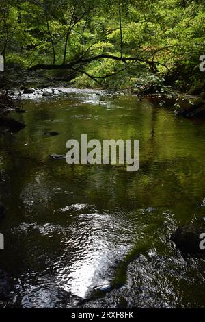 Fee fällt Stockfoto