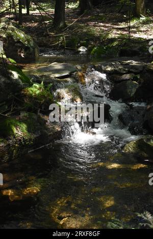 Fee fällt Stockfoto
