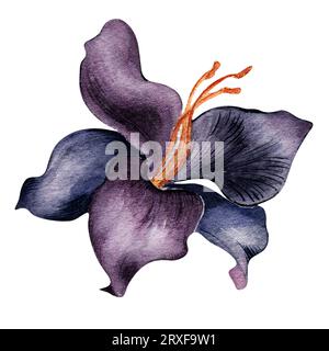 Aquarell dunkelviolette Lilienblüte isoliert auf weißem Hintergrund. Gotische botanische Illustration mit Blumenmotiv von Hand gezeichnet. Gotische dunkle Hochzeitsdekoration in VI Stockfoto