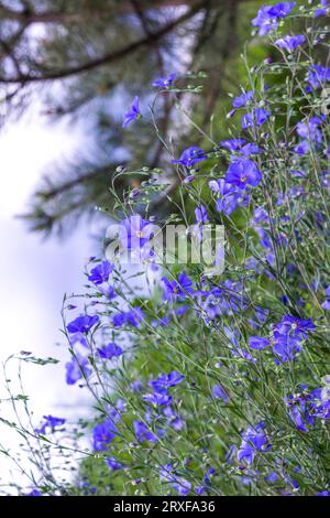 Zarte blaue Flachsblumen aus nächster Nähe. Natürlicher Hintergrund Stockfoto